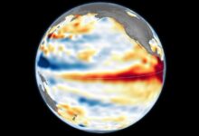 Satellite observations show changes in the Pacific Ocean associated with El Niño. Image credit: NASA Earth Observatory/Lauren Dauphin, using Copernicus Sentinel data.