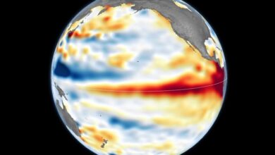 Satellite observations show changes in the Pacific Ocean associated with El Niño. Image credit: NASA Earth Observatory/Lauren Dauphin, using Copernicus Sentinel data.